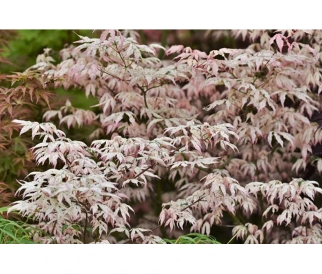 Acer Palmatum Ukigumo Ø19 cm H 45 cm