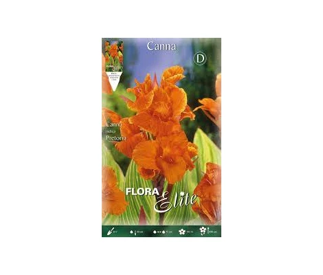 Bulbo Canna Indica Pretoria Naranja